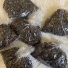 بن قهوه جديد نظيف