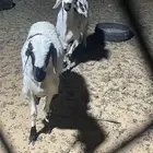خرفان سواكن مغلقات للبيع