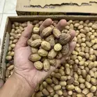 تمر قسب نظيف