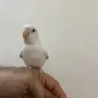 طير روز