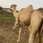 ناقه اركيه للبيع