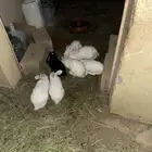 أرانب
