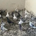 حمام فرنسي ومشكل