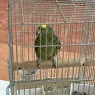 ببغاء امزوني