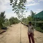 مشاتل جمله شجرة جميز Ficus sycomorus