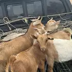 تيوس فطاما فل شحم