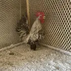 للبيع ديك جبانيز