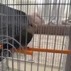 عصفور للبيع