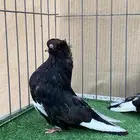 دمستك