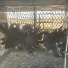حمام امريكي