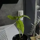 نبته Syngonium Frog in a Blender