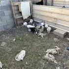 للبيع ارانب فرنسيه عيون حمر وعاديات وارانب بلديات