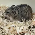 حيوانات هامستر