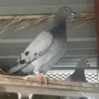 حمام