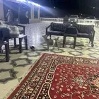 للبيع تيس قزمي العمر صغير