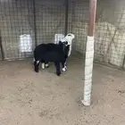 رخال العد 2 نظيفه العمر فوق 5 شهور الحد 1200