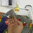 بغبغاء كوكتيل لايف العمر8شهور
