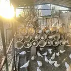 حمام فرنسي للبيع