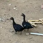 بط مصري