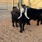 جذعات عوارض حصيب