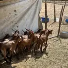 تيوس بلدي حمر فاخر