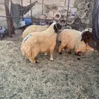 للبيع خرفان نعيم