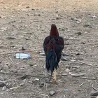ديك بكستاني