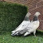 (تم البيع).