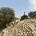 معزا دفع