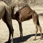 حشو