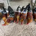 دجاج فري اصيل انتاج تحضين