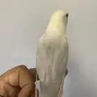 طيور روز