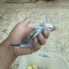 12 طيور بادجي غر توي ساحبهم(انباعت)