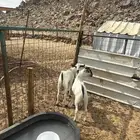الشميسي طريق الخواجات