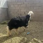 نجدي فاخر ضحيه