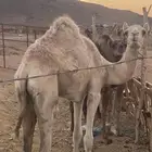 حشو قعدان