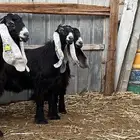 جذعات عارضيات صنف