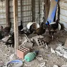 دجاج باكستاني بشاير
