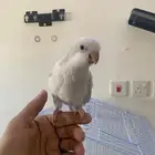 كويكر اليف