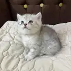 قطه للبيع