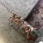 ماعز للبيع