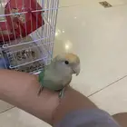 بسم الله الرحمن الرحيم