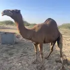 بعير ساحلي عتودي