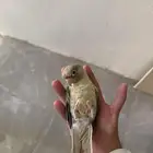 كنيور العمر سنه ونص اليف مره
