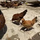 دجاج فرنسي