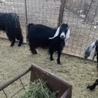 معزاء طيبة مشروطه