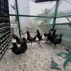 دجاج للبيع