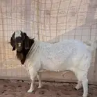 فحل بورقوت بيور