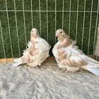 طبه كشكش دبل اوفر