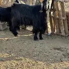 تيس فحل للبيع